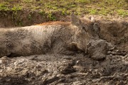 Warthog : 2014 Uganda